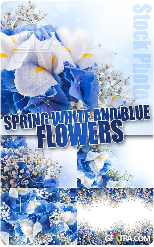 Spring white and blue flowers - UHQ Stock Photo