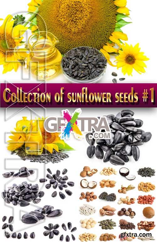 Food. Mega Collection. Sunflowers and sunflower seeds #1 - Stock Photo