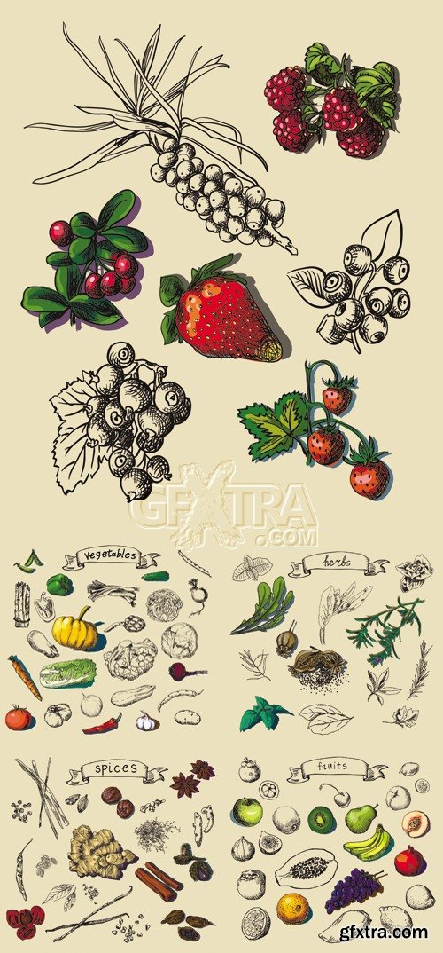 Hand Drawn Fruits, Spices, Vegetables Vector