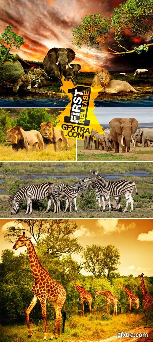 Stock Photo - Wild African Animals
