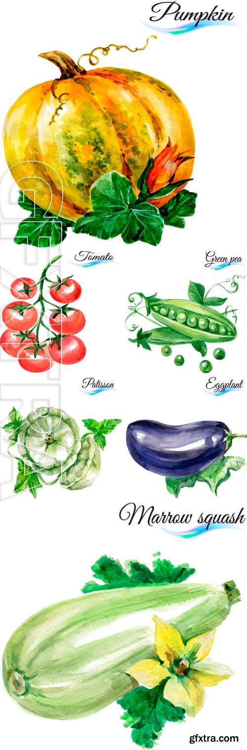 Stock Vectors - Watercolor vegetables isolated on white background
