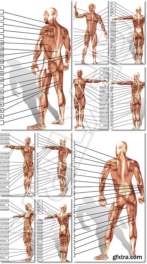 Vector 3D Man Muscle Anatomy with Text Isolated 10xEPS