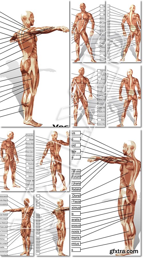 Vector 3D man muscle anatomy with text isolated - Vector