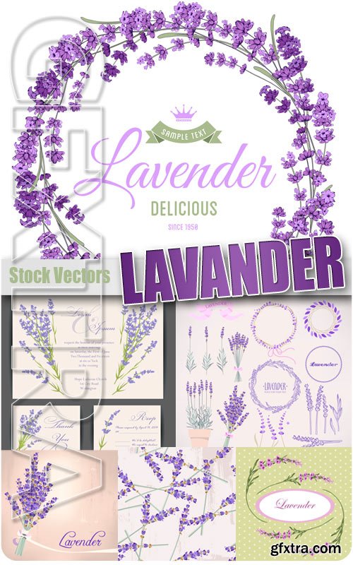 Lavander - Stock Vectors