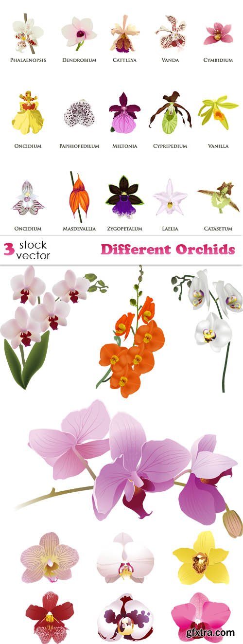 Vectors - Different Orchids