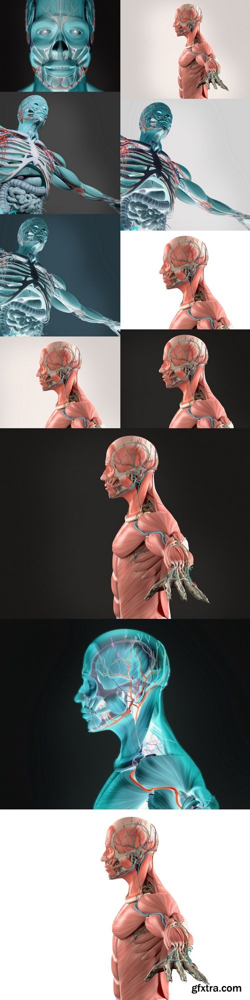 Human anatomy xray