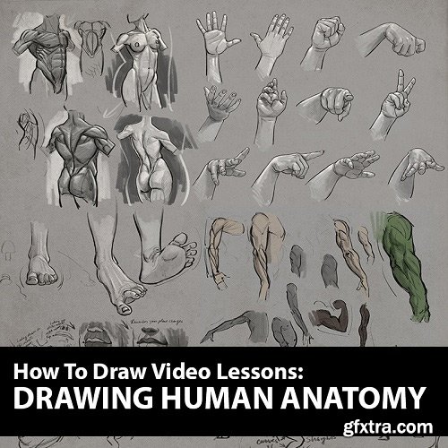 How to Draw: Drawing Human Anatomy