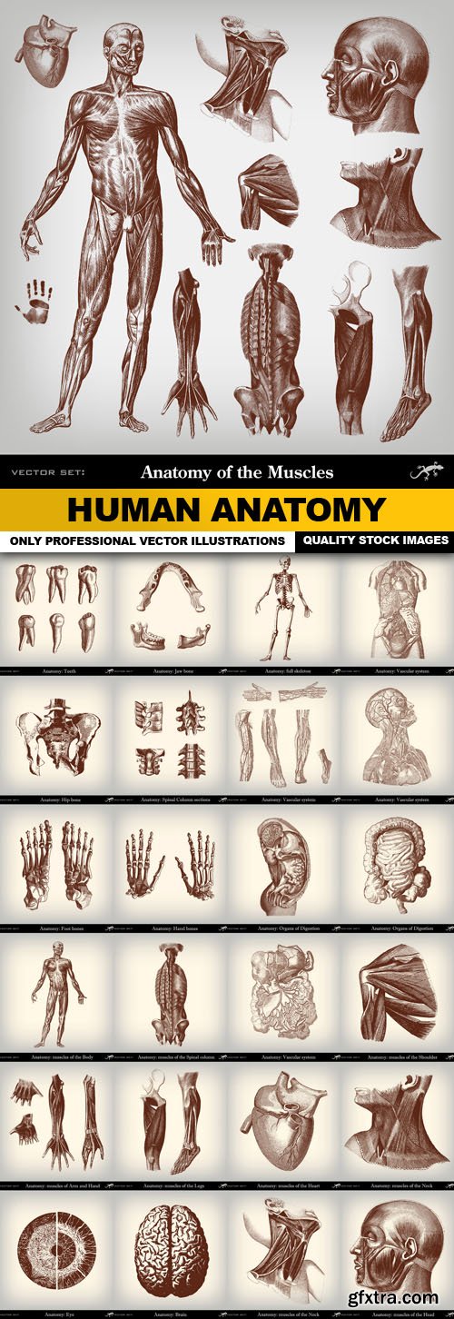 Human Anatomy - 25 Vector