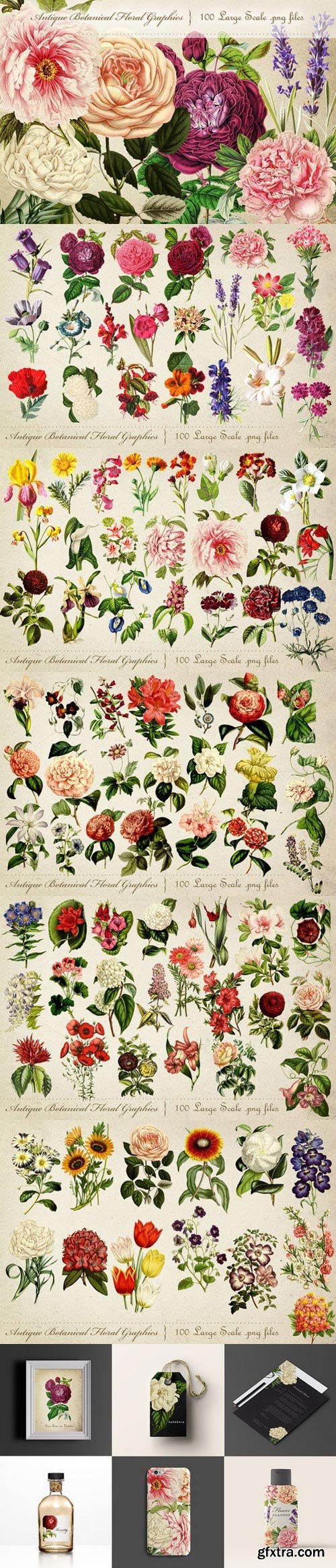 CM - Antique Botanical Floral Graphics 697852