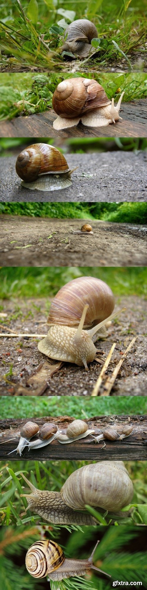 Snail Crawling in the Woods