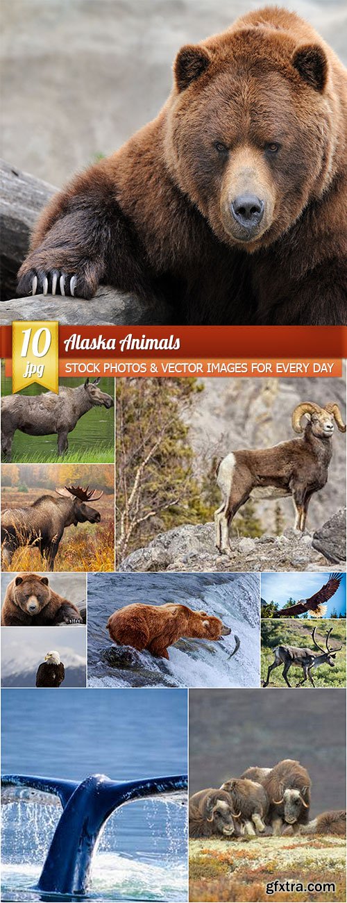 Alaska animals, 10 x UHQ JPEG