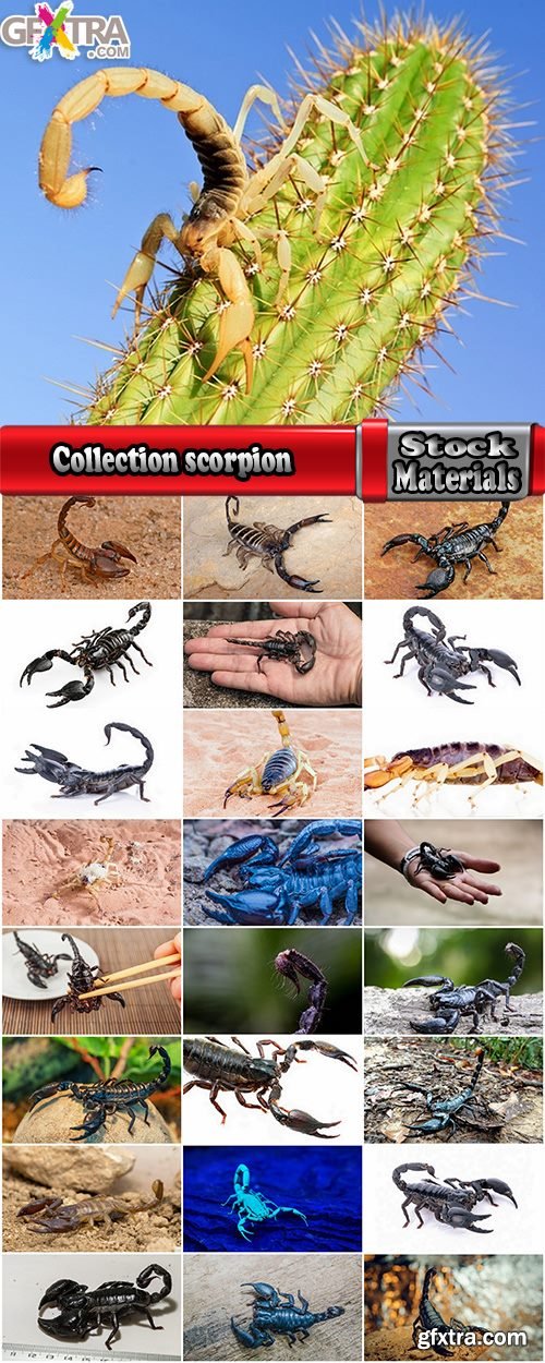 Collection scorpion sting venom arthropod chitin carapace armor 25 HQ Jpeg