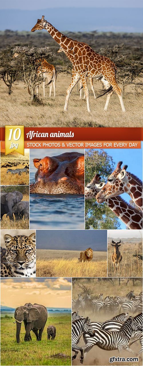 African animals, 10 x UHQ JPEG