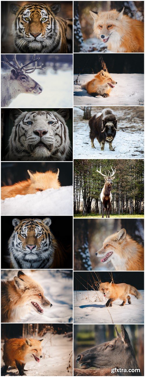 Forest and wild animals 14X JPEG