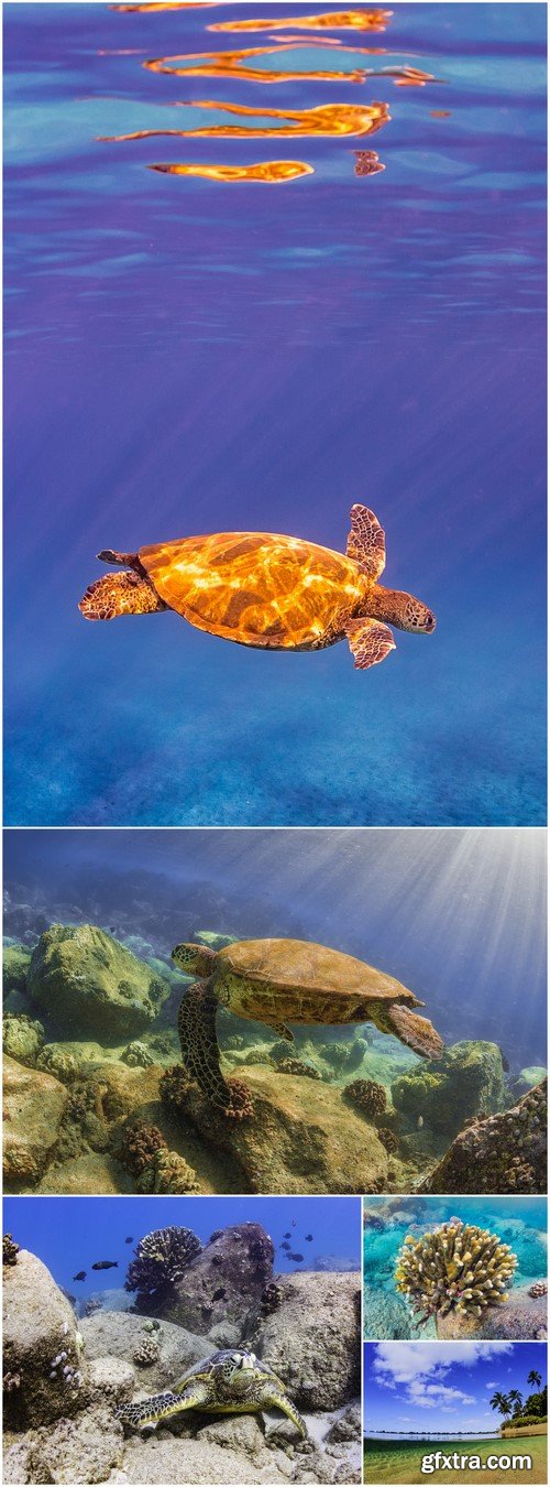 Turtle in ocean 5X JPEG