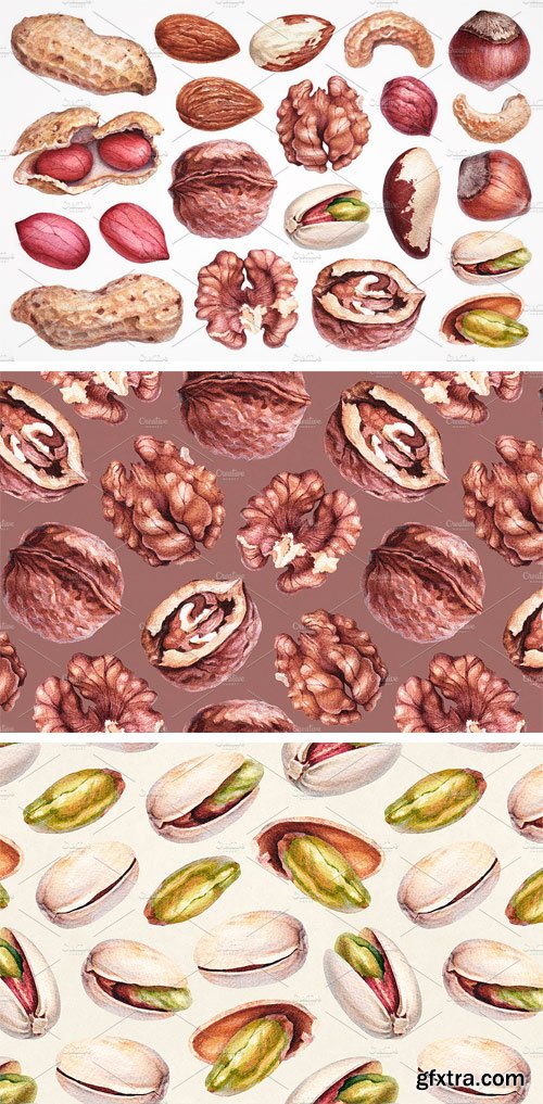 CM - Watercolour Illustrations of Nuts 1708642