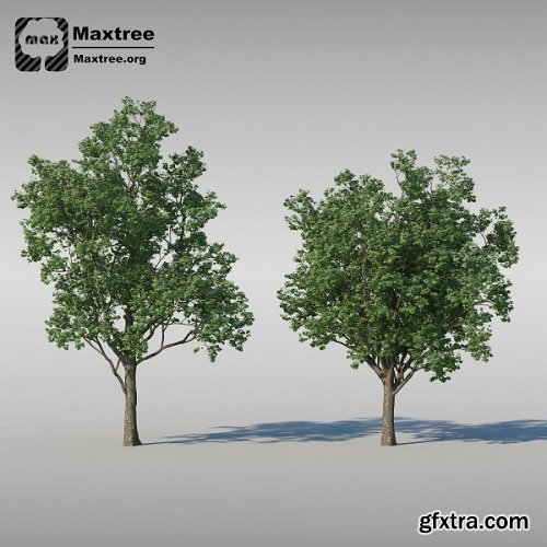 Maxtree - Complete Collection 3D Plants