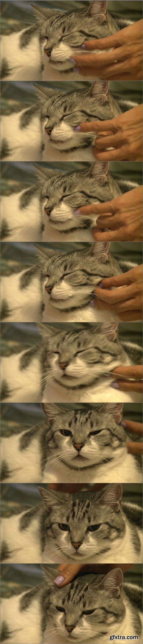 Cat Being Scratched