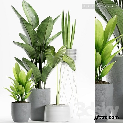 PLANTS 155 3D Model