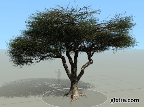 Model An African Acacia Tree in Speed Tree