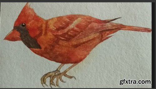 Painting Cardinal bird using watercolors