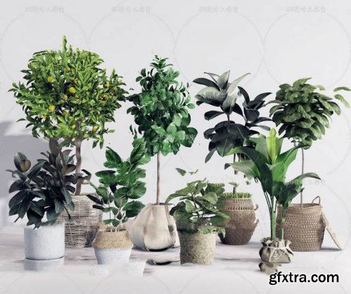 Plants collection 04 3D models