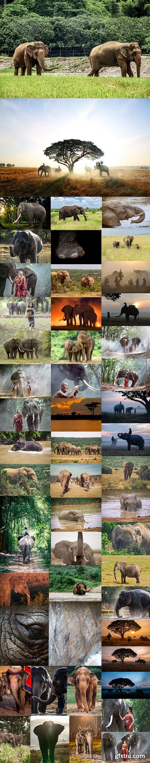 African Elephant - Premium UHQ JPEG Stock Photo Bundle