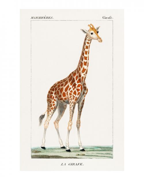 Standing giraffe vintage illustration by Pierre Jean Francois Turpin. Digitally enhanced by rawpixel. - 2267054