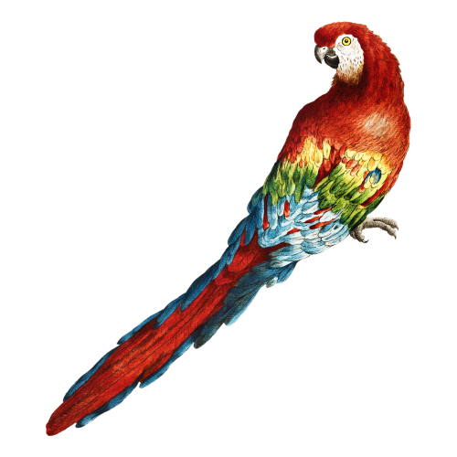 Macaw vintage illustration transparent png - 2274597