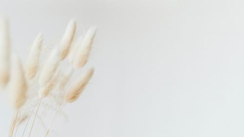 Dried Bunny Tail grass on a light background - 2255517