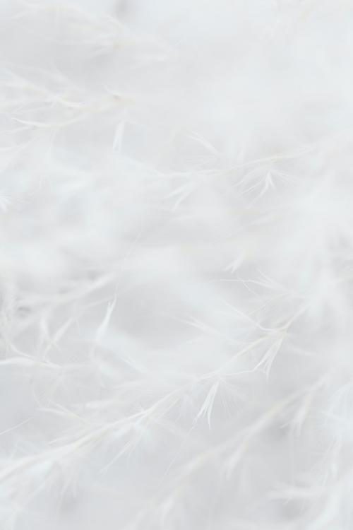 White grass flower in soft focus background - 2282008