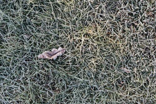Grass covered in frost textured background - 2255397