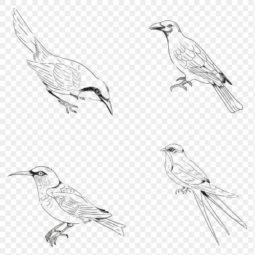 Hand drawn birds collection transparent png - 2042154