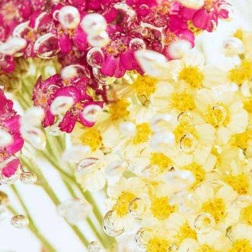 Colorful yarrows flowers with air bubbles - 2279823