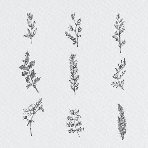 Hand drawn plants collection vector - 2023543