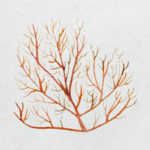 Watercolor painted underwater plant on white canvas vector - 2045480