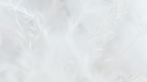 Dry grass white faded background - 2296613