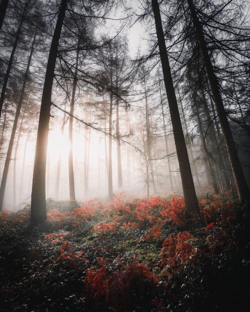 Sunlight shining through the misty woods - 1218459
