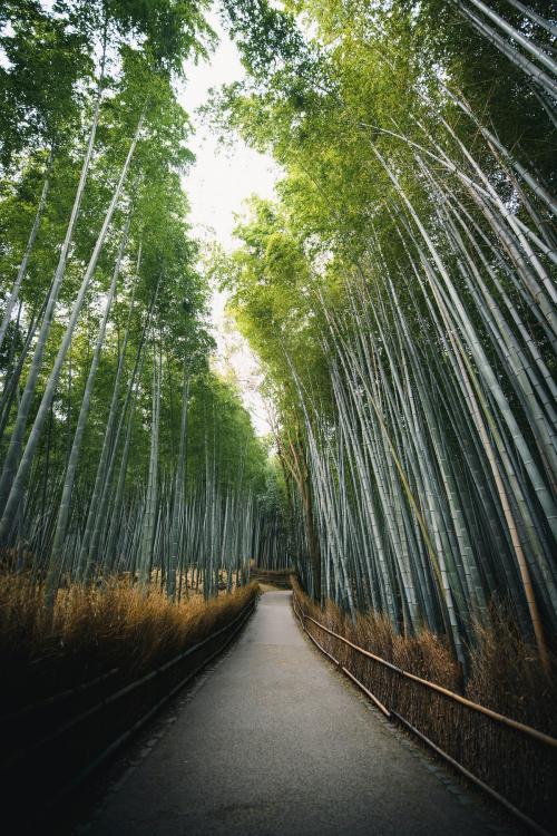 Bamboo forest in Arashiyama, Japan - 843932