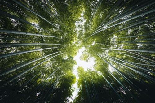 Bamboo forest in Arashiyama, Japan - 843896