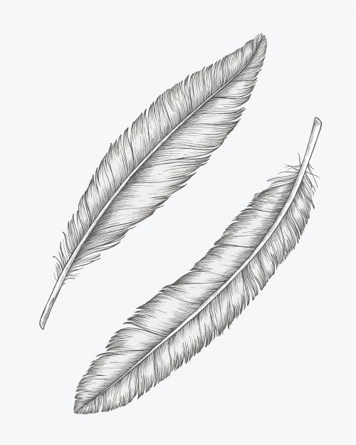 Two hand drawn bird feathers - 1209010
