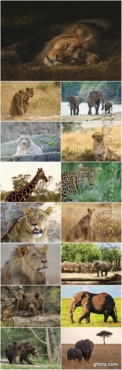 Animals lion, giraffe, elephant, bear stock photo set