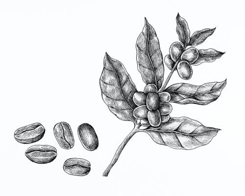 Hand drawn fresh coffee beans - 1200203