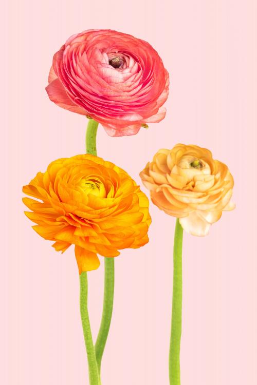 Colorful ranunculus flowers - 2278242