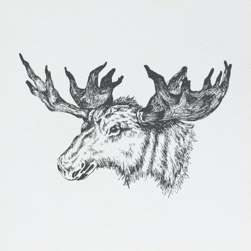 Hand drawn moose head illustration - 2023550
