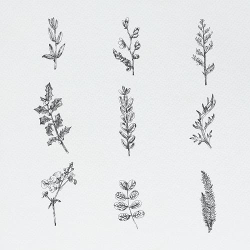 Hand drawn plants collection illustration - 2023592