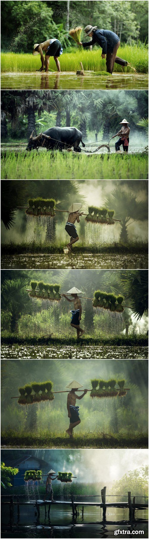Asian farmer transplant rice seedlings in rice field - 6xHQ JPEG