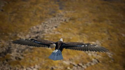 Videohive - Slow Motion American Bald Eagle in Flight Over Alaskan Mountains - 32497378