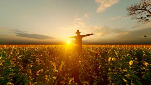 Videohive - Sunset View Scarecrow and Sunflower Field - 32567011