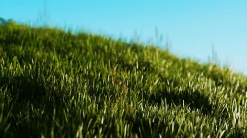Videohive - Green Fresh Grass As a Nice Background - 32989608